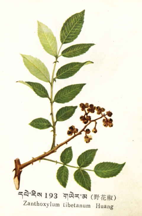 Zanthoxylum